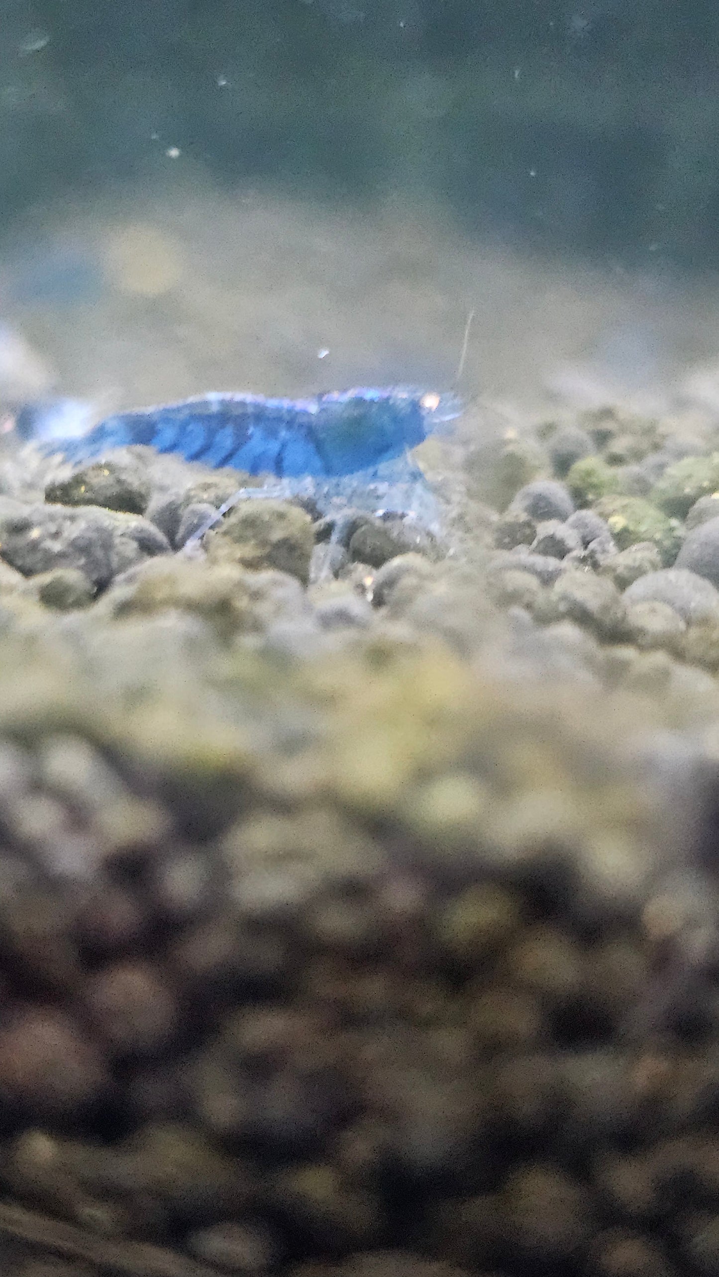 Orange Eye - Blue Tiger Shrimp plus for DOA