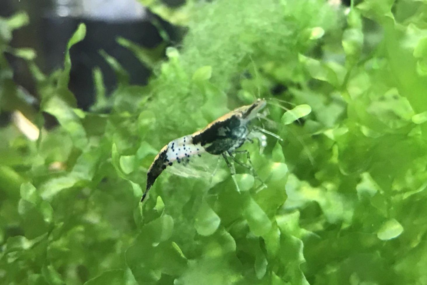 Carbon Rili/Black Rili Shrimp plus for DOA