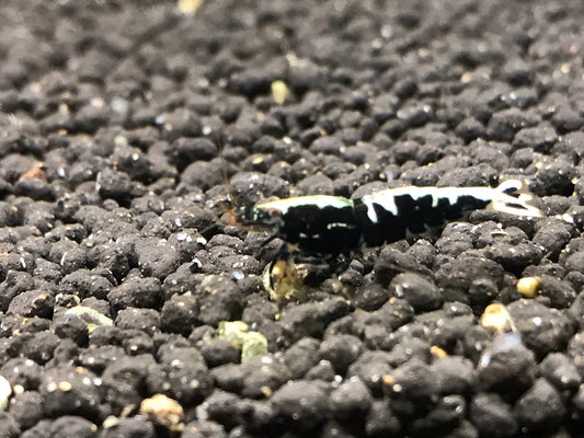 BLACK GALAXY FISHBONE SHRIMP A/S plus for DOA