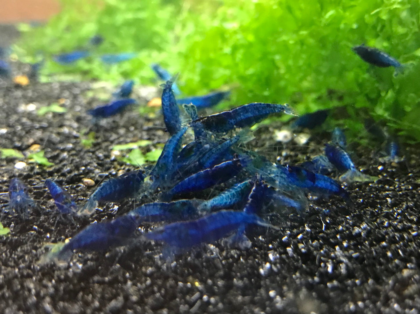 Blue Dream/ Ultra Blue Shrimp plus for DOA