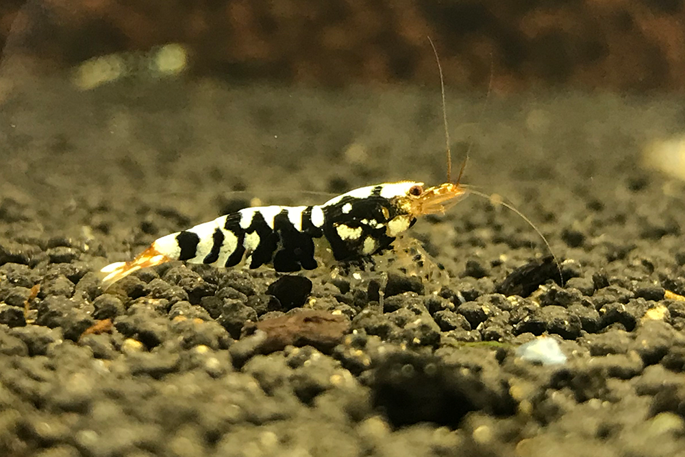 Black Fancy Tiger Shrimp A/S Grade plus DOA extra)