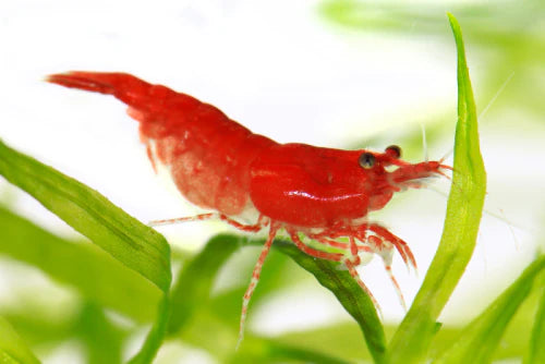 Cherry Shrimp