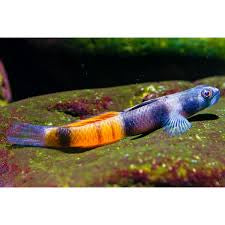 Red Papua Goby X3