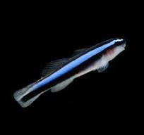 Blue Neon Goby X3