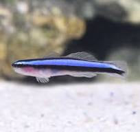 Blue Neon Goby X3