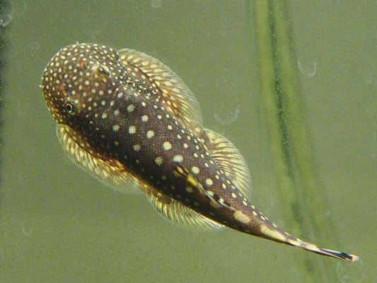 Borneo Sucker Hillsteam Loach X3