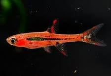 Brigite Rasbora X3