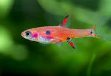 Maculatus Rasbora X3