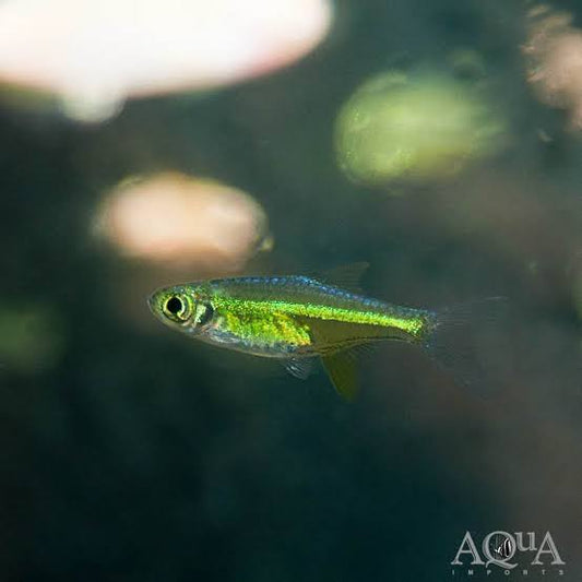 Kubotai Rasbora X3