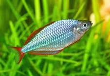 Neon Dwarf Rainbowfish X3