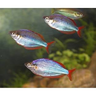 Neon Dwarf Rainbowfish X3