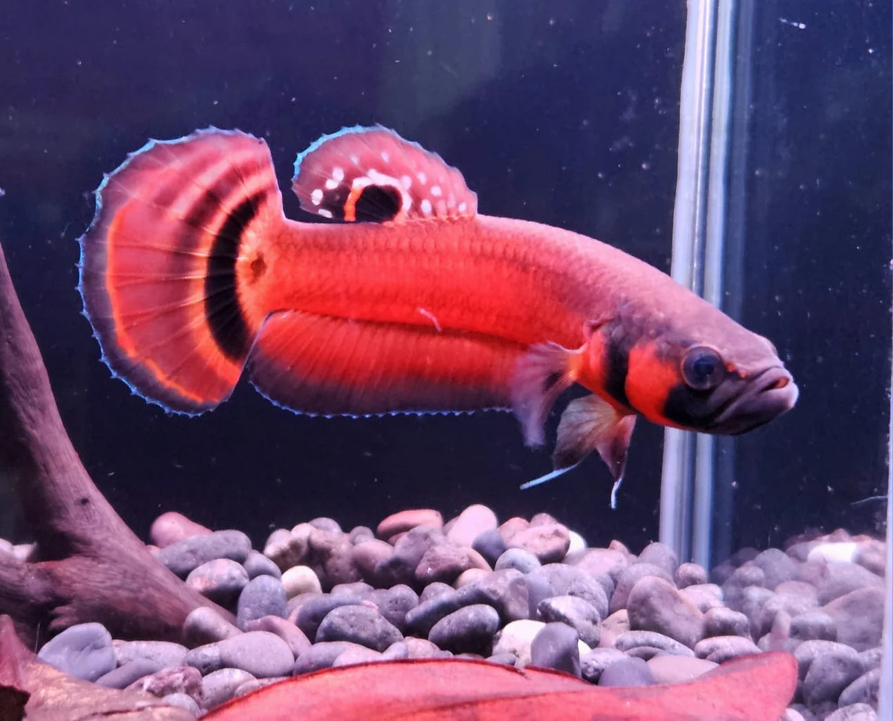 Macrostoma Betta pair