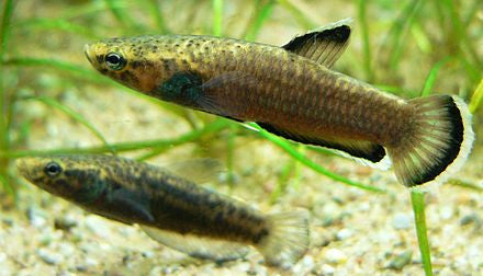 Albimarginata Betta pair