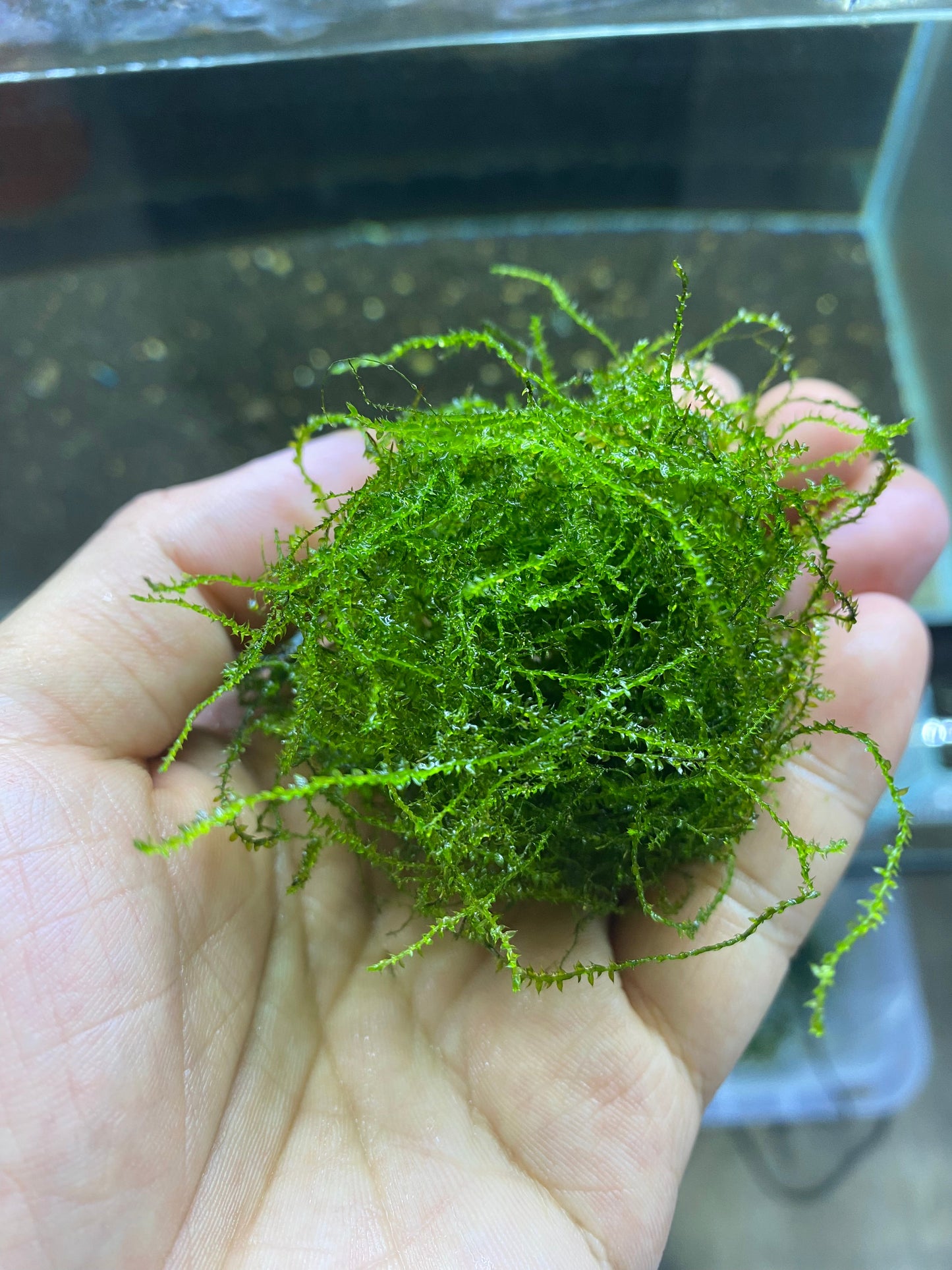 Java Moss