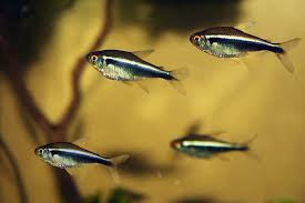 Neon Black Tetra X5