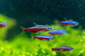 Neon Tetra X5