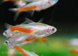 Neon albino Tetra X5