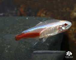 Neon albino Tetra X5