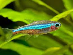 Neon Green Tetra X5