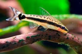 Otocinclus catfish