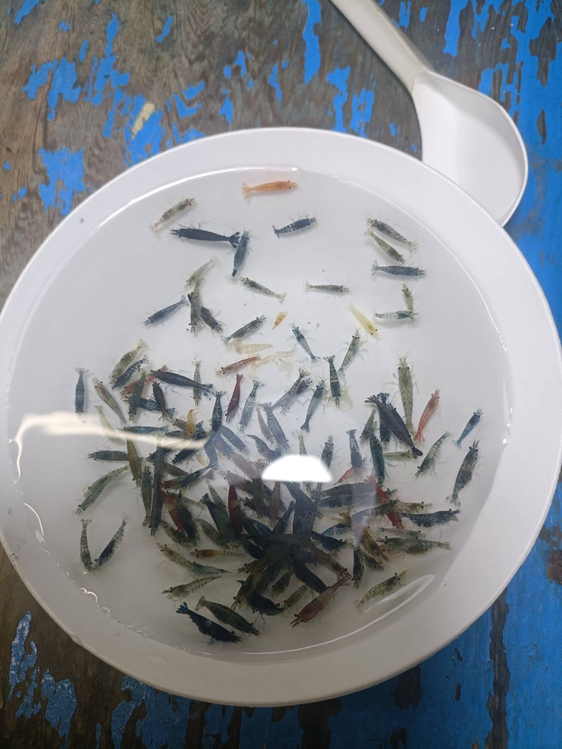 NEO-Caridina Culls (assorted colors) plus for DOA