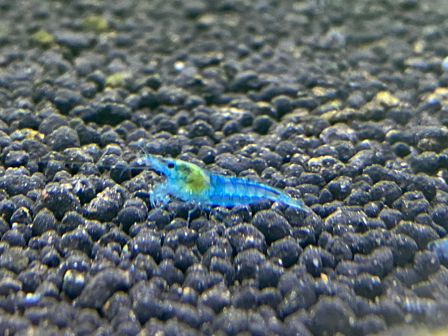 Blue Velvet Shrimp/ Aura plus for DOA