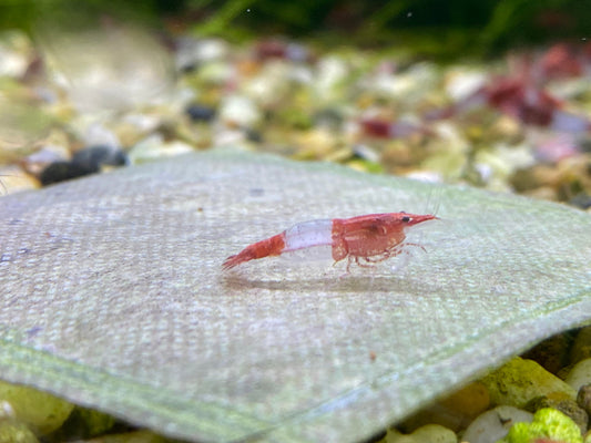 Red Rili Shrimp plus for DOA