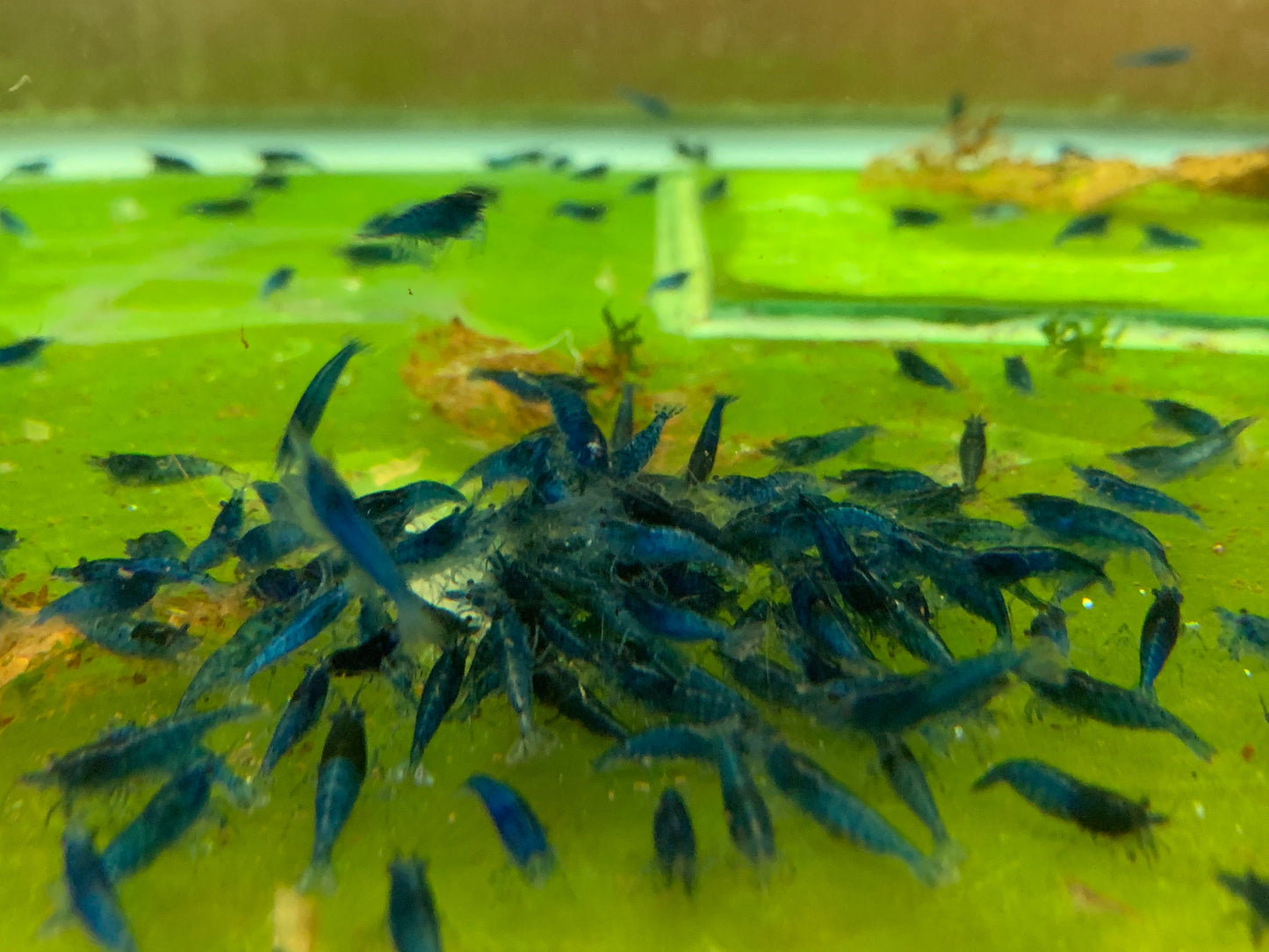 Blue Dream/ Ultra Blue Shrimp plus for DOA