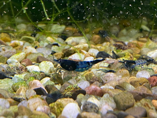 Blue Carbon Rili Shrimp plus for. DOA